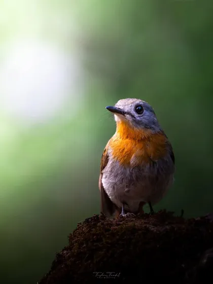 A female White-bellied Blue Flycatcher, with its soft orange breast, is illuminated by a soft light in the dark forest.