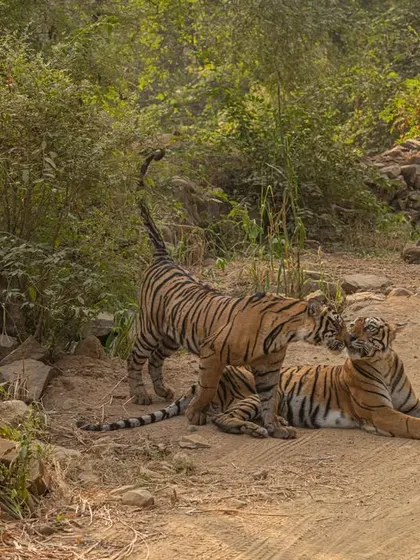 A tribute to the late tigress Arrowhead, seen here with her cubs. She was a fearless mother and a queen of her domain, and these images preserve her legacy.