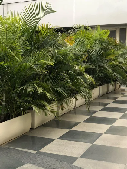 Another angle of the Areca Palms in white planters, showing how they create a dense and beautiful green barrier along a walkway.