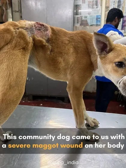 This community dog came to us with a severe maggot wound on her back, a complication from a previous, improperly healed surgery.
