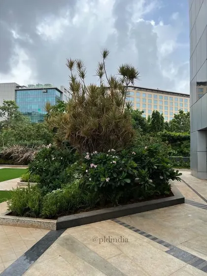 A feature planter with a specimen Dracaena tree creates a focal point within the corporate plaza. The planter's dark, clean lines contrast with the textured foliage, adding a touch of sculptural art to the functional space.