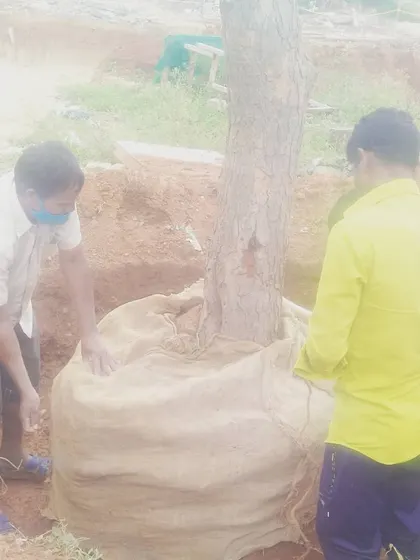 To protect the tree from shock, we securely wrap the entire root ball in burlap. This keeps the roots and soil intact and moist during transport, giving it the best chance to adapt to its new environment.