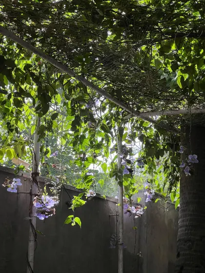 The flowering creepers on the overhead trellis add a touch of color to the green canopy. It is so satisfying to see the plants mature and fill out the space exactly as planned.