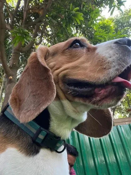 A close-up of a happy beagle looking up at the trees. The natural surroundings make for a stimulating environment.