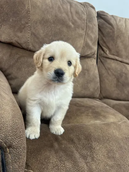 This little fluffball has claimed the sofa as his throne. Our home-style boarding means pets are welcome to make themselves comfortable, just like they would at home.