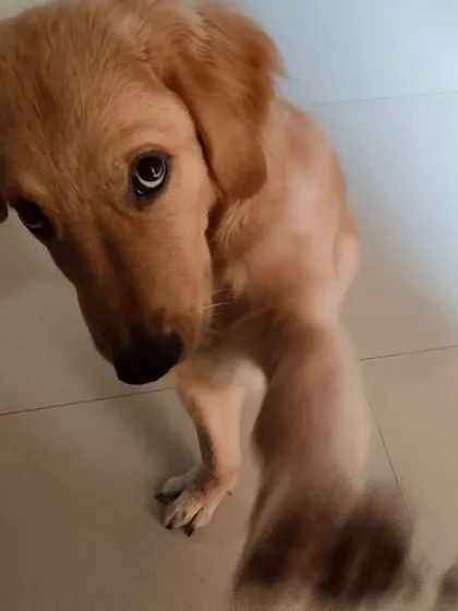 Hope giving me his signature "please play with me" look. It's impossible to resist that face!