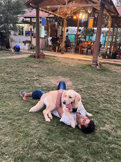 Pure joy captured as a guest and a dog play together on the spacious lawn, with the warm lights of our cafe in the background.
