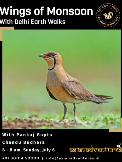 The Indian Courser, an elegant ground bird, featured on our poster for a monsoon birdwalk. We explore different habitats like the fields around Chandu Budhera to find specialized species.