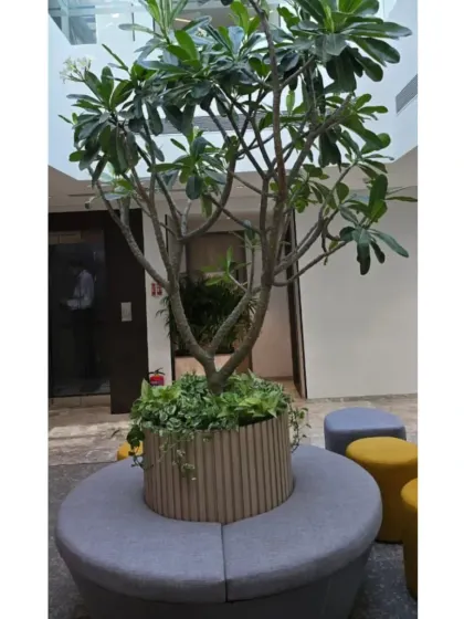 For this corporate common area, I installed a large Plumeria tree as a central feature, complete with integrated circular seating. This isn't just a plant, it's a functional biophilic installation that becomes a natural gathering spot for employees.