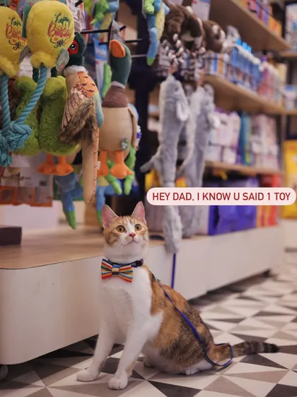 A cat in our Jalandhar store looks up at an aisle of toys with a hopeful expression, perfectly capturing a pet's shopping desire.