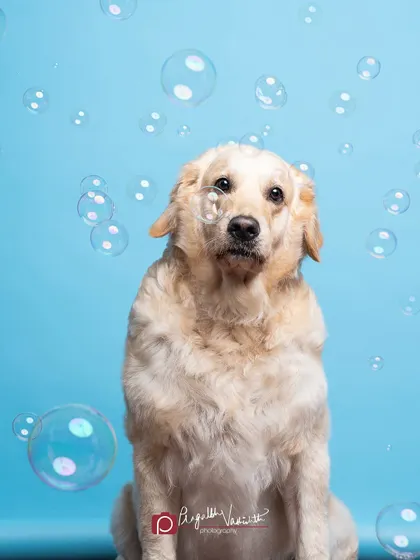 A whimsical studio shot with bubbles surrounding a curious Golden Retriever. Using props like bubbles can bring out a pet's playful side and create magical, fun-filled portraits.