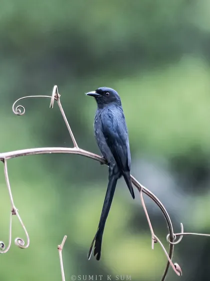 A Bronzed Drongo, smaller and shinier than its common cousin. Its deeply forked tail and metallic sheen are key identification features.
