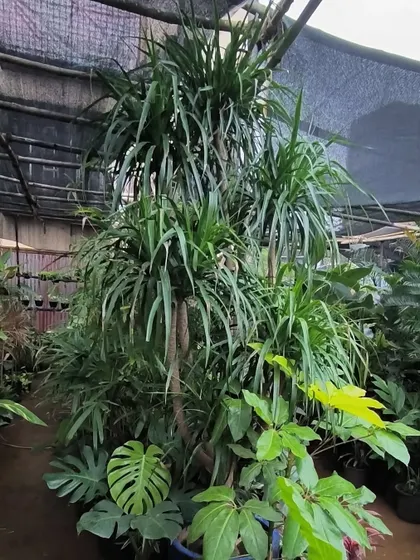 A look at some of the larger plants we grow. We can help you select and arrange a variety of plants to create a lush garden or indoor jungle.