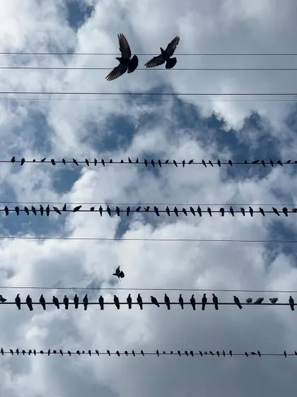 Two birds fly in sync above the others perched on the wires. This photograph captures a fleeting moment of partnership and symmetry in the sky.