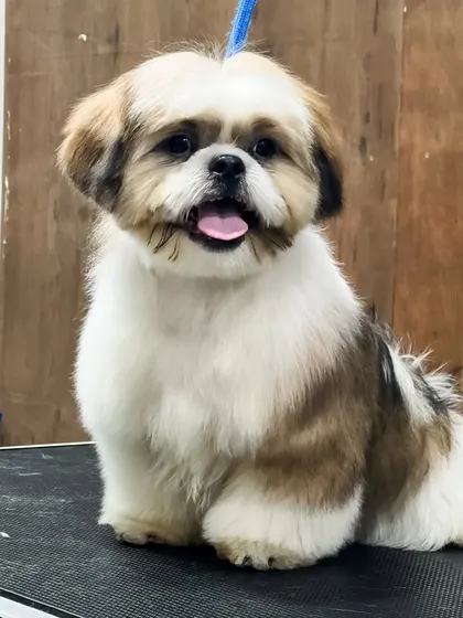 A happy and freshly groomed Shih Tzu. The rounded paws and clean face are hallmarks of a detailed grooming session.