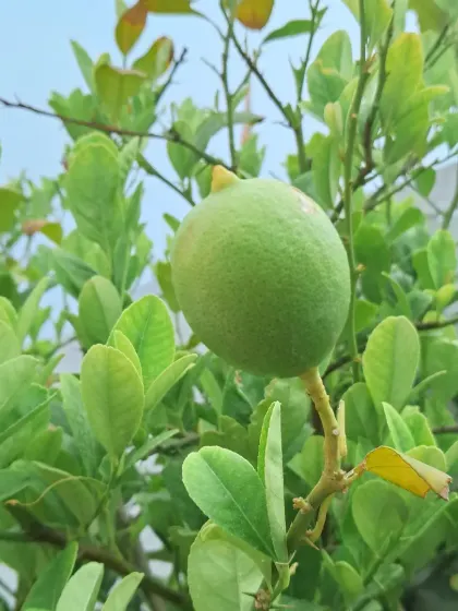 A large, healthy lemon growing on my plant. I'll share my secrets for getting your citrus plants to fruit generously.