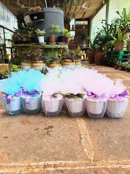 A row of beautifully wrapped plant gifts ready for a bulk order. The delicate tulle wrapping in different colours adds a soft, elegant touch.