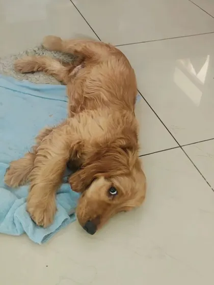 Meet Neo, a Cocker Spaniel puppy who was working on his bite inhibition. A structured routine and mental enrichment are essential for helping puppies manage their frustration and learn appropriate behaviors.