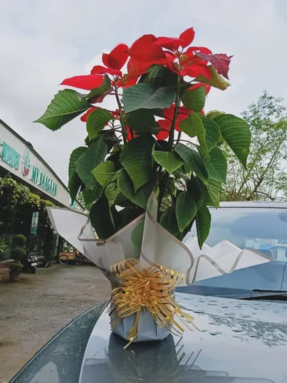 A stunning Poinsettia plant, beautifully wrapped and ready for delivery. It makes for a classic and elegant festive gift.