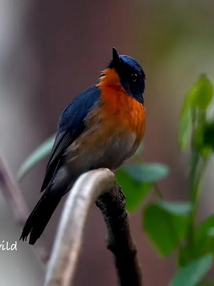 A side profile of the Tickell's Blue Flycatcher, looking alert and watchful. The soft, out-of-focus background helps the bird's brilliant colors stand out even more.