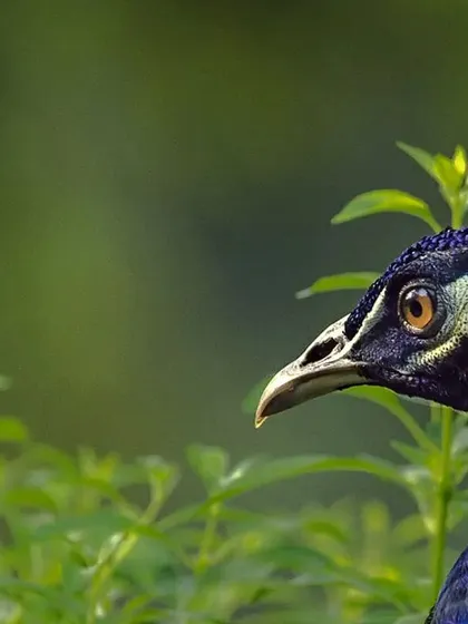 The famous Kohinoor diamond once adorned the Peacock Throne of the Mughal emperors. It was set in the left eye of the peacock on the throne. This close-up portrait of a peacock reminds me of that long and rich history, connecting our national bird to one of the world's most famous jewels.