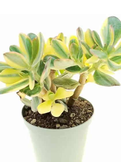 The Crassula Sunset Jade plant is a stunning variety with beautiful yellow and pink hues on its leaves. Like other Jade plants, it's considered a symbol of good luck and prosperity.
