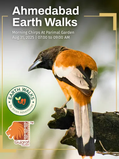 The Rufous Treepie, a charismatic and intelligent bird, featured on our poster for the "Morning Chirps" walk in Ahmedabad. Our walks introduce you to the fascinating behaviors of common urban birds.