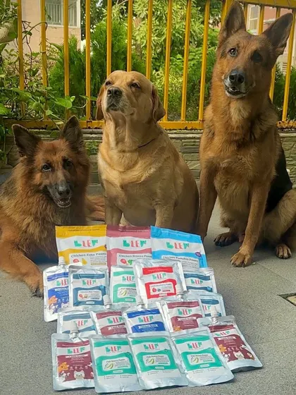 A happy pack of German Shepherds and a Labrador with their huge stash of Blep. We love catering to multi-dog families.