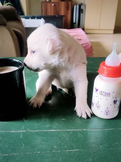 The reality of fostering a litter of puppies. Sometimes your morning coffee gets mixed up with the puppy formula. It's a messy, chaotic, but incredibly rewarding job to help these little ones get the best start in life.