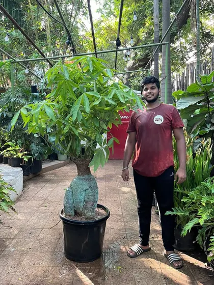 The gorgeous Pachira is a true showstopper, especially this variety with its thick, bulbous trunk. It's a head-turner that adds a touch of the exotic to any space.
