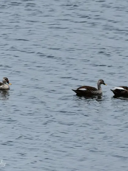 Finally got my ducks in a row! A fun shot of three Indian Spot-billed Ducks swimming in a perfect line on the Juhu lake.