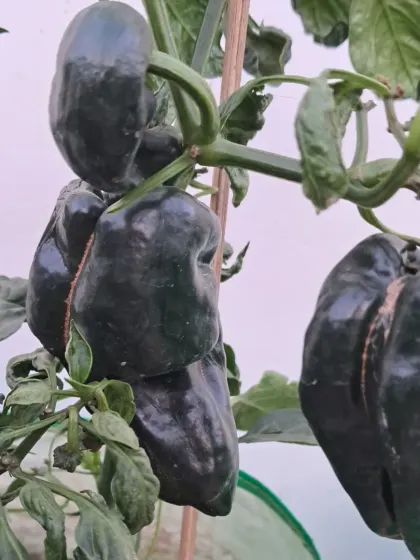A healthy cluster of capsicums. Notice the strong stems, which are a sign of a well-supported plant.