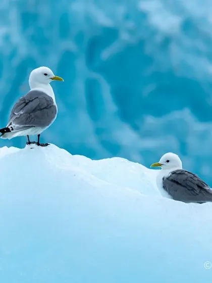 A pair of Black-legged Kittiwakes perched on an iceberg. The vibrant blue of the glacial ice provides a stunning natural background, a technique we look for to create compelling bird portraits.