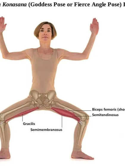 Utkata Konasana (Goddess Pose) is a powerful stance that strengthens the inner thighs and glutes. This visual points out the gracilis and semimembranosus muscles at work.