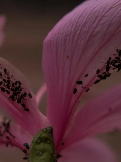 Ants crawling on a pink flower petal. The contrast between the dark insects and the soft petal creates a visually interesting image.