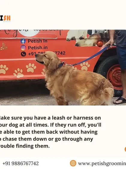 A simple but important tip: Make sure you have a leash or harness on your dog at all times when outside to keep them safe.