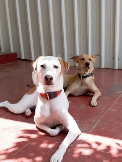Jade and Bounce demonstrating the art of chilling out on a Tuesday. Our shaded patio is a popular spot for cooling down.