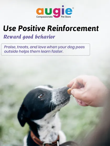 Positive reinforcement is the best way to train. Rewarding good behavior with praise, treats, and love when your dog pees outside helps them learn much faster.
