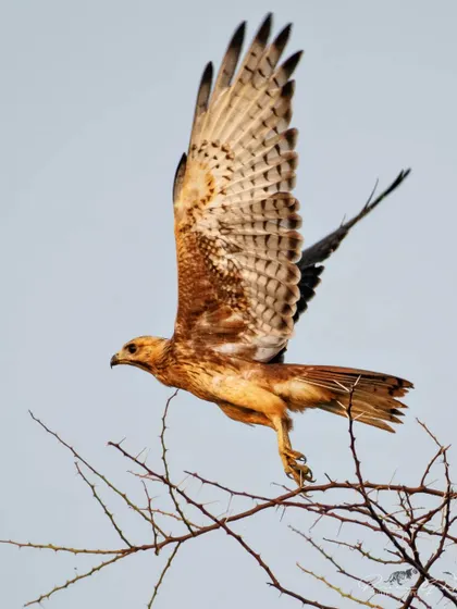 A juvenile White-eyed Buzzard launches into flight from a thorny branch in Gurugram. Capturing birds in action requires sharp focus and an understanding of animal behavior, key skills we cover in our field sessions.
