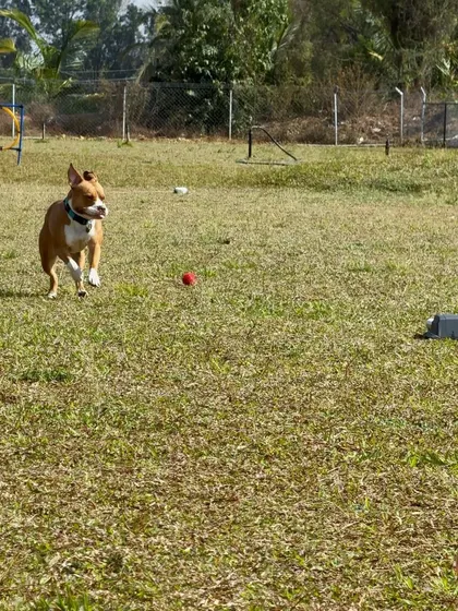 A dog mid-chase during a lure coursing session. This is a fantastic outlet for their natural instincts.