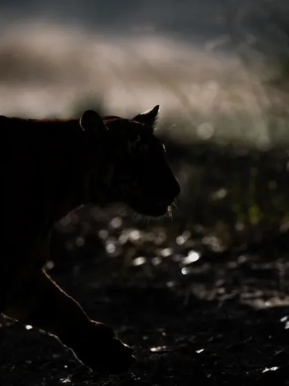 A silhouette of a tiger against a brightly lit, misty background. This low-key photography style emphasizes the animal's shape and movement, creating a mysterious and artistic image.