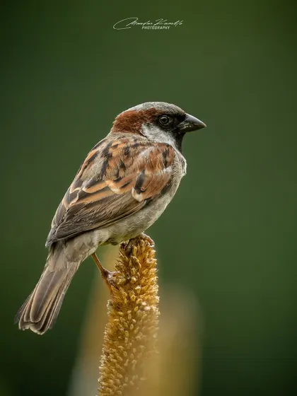 A common House Sparrow, often overlooked but beautiful in its own right. This portrait on a millet stalk highlights the intricate brown patterns on its feathers.
