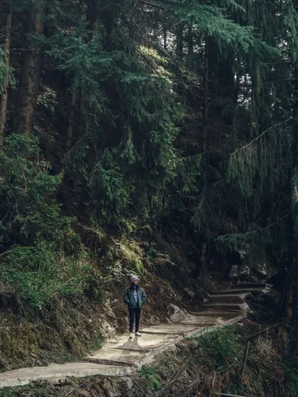 A lone figure on a path in a dense Manali forest. The scale of the trees creates a sense of being enveloped by nature.