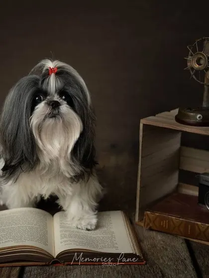 A complete vintage scene for a sophisticated pup. This Shih Tzu is surrounded by a collection of classic items including a book, a vintage fan, and a camera, creating a rich, story-filled portrait.