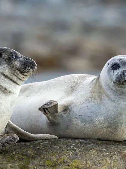 Another look at the harbour seals, showing their expressive faces and sleek bodies. Photographing these animals requires a quick eye and a steady hand as they are often wary.