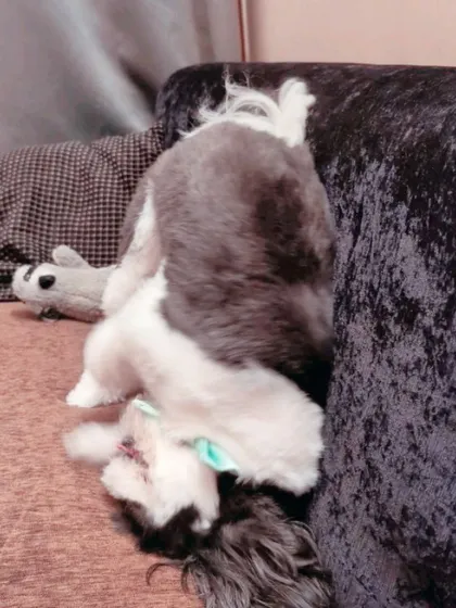 A sleepy pup resting after a long day of being pampered. It's a sign of a happy and relaxed dog who feels safe in our care.