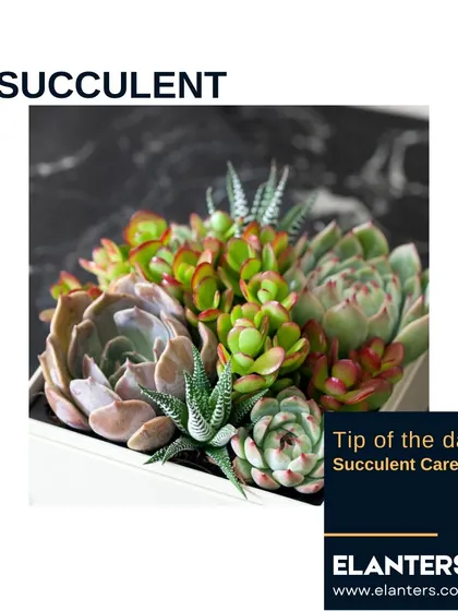 A beautiful arrangement of different succulents. Their varied shapes, colors, and textures make them fascinating to collect and display.