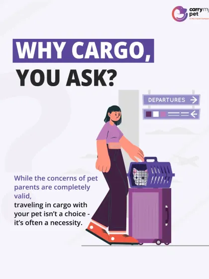 Why cargo, you ask? While pet parents have valid concerns, traveling in cargo is often a necessity, not a choice, for international moves.