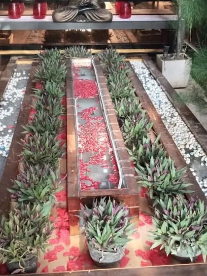 A unique indoor water feature I designed for a Noida home. The channel is lined with rhoeo plants and filled with floating flower petals, creating a serene and decorative element.