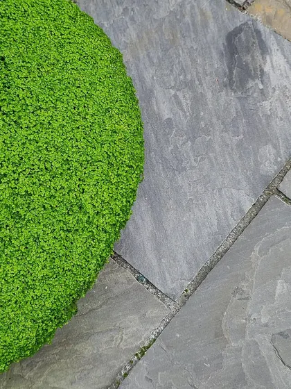 A close-up detail showing the contrast between smooth, grey stone pavers and a vibrant green groundcover. We pay close attention to the details of how different textures and colors meet.